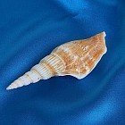 Морская раковина Стромбус витатус
