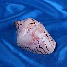 Морская раковина Валюта нобилес с рисунком малая