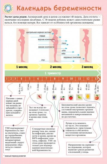 Календарь беременности