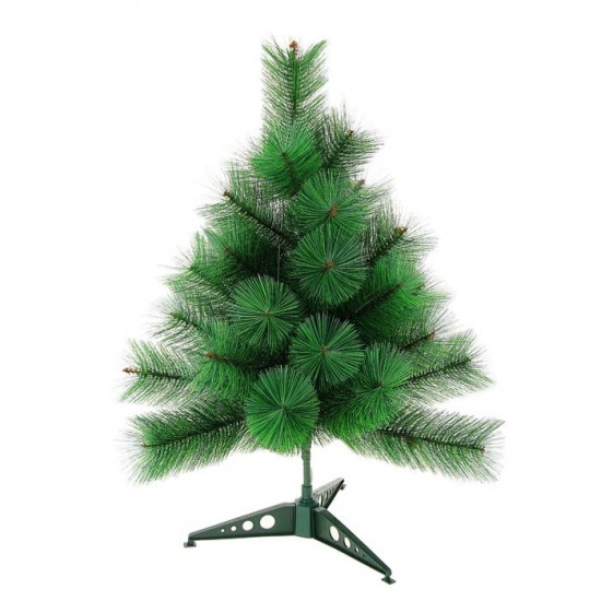 Кедр зелёный, 60 см