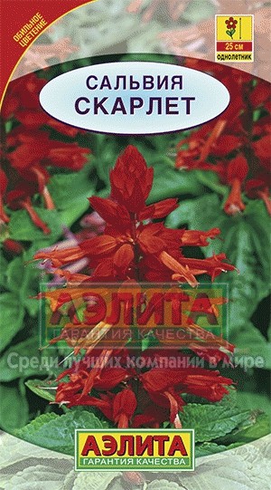 Семена. Сальвия сверкающая «Скарлет», 0,1 г