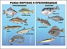 Плакат. Рыбы морские и пресноводные