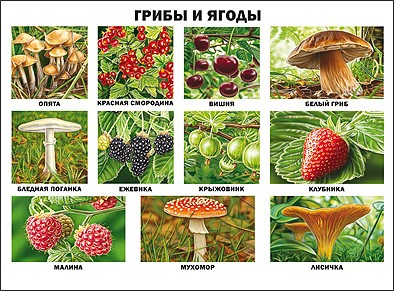 Плакат. Грибы и ягоды | Плакаты на картоне