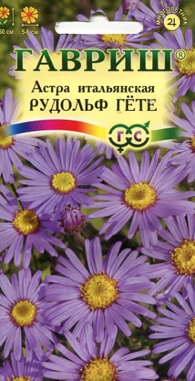 Семена. Астра итальянская «Рудольф Гёте», 0,1 г
