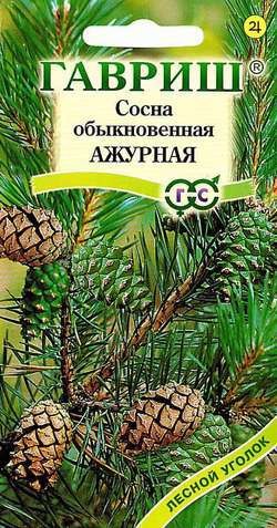Сосна обыкновенная «Ажурная», 0,2 г