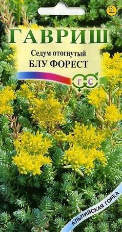 Семена. Седум отогнутый «Блу форест», 0,01 г