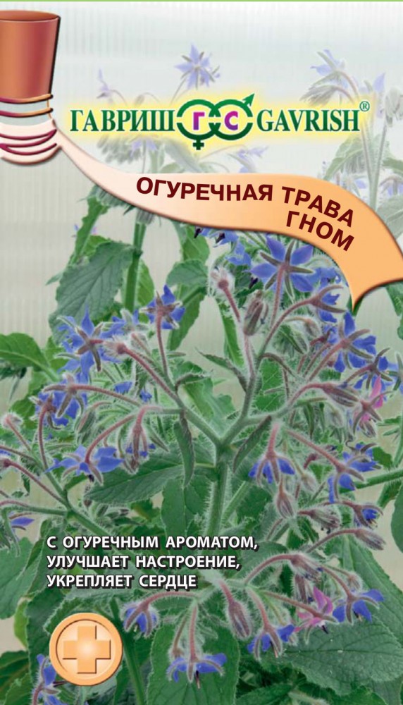 Семена. Огуречная трава (бораго) «Гном», 0,5 г | Лекарственные травы | Гавриш