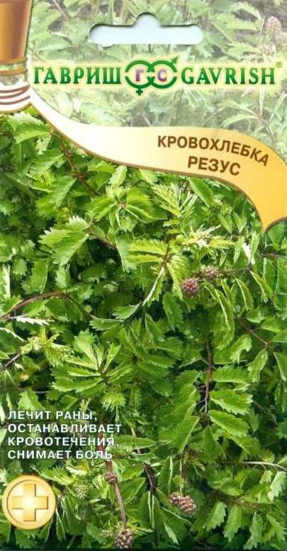 Семена. Кровохлебка «Резус», 0,5 г | Лекарственные травы | Гавриш