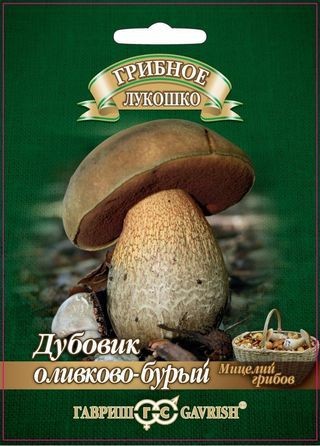 Семена. Дубовик оливково-бурый, 15 мл