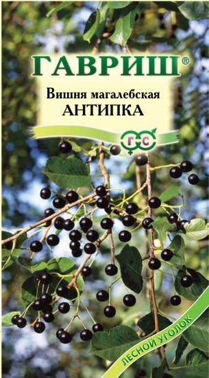 Семена. Вишня махалебская «Антипка», 1 г