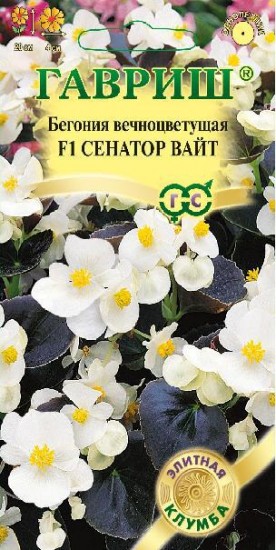 Семена. Бегония «Сенатор Вайт F1», 4 шт