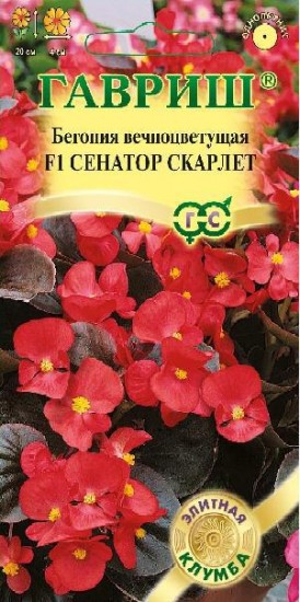 Семена. Бегония «Сенатор Скарлет F1», 4 шт