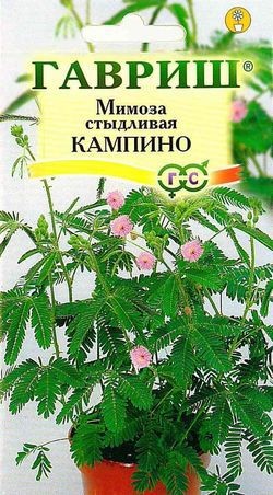 Семена. Мимоза стыдливая «Кампина», 0,1 г