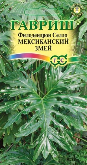Филодендрон Селло «Мексиканский змей», 5 шт