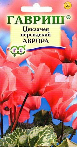 Семена. Цикламен «Аврора» персидский, 3 шт