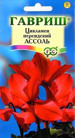 Семена. Цикламен «Ассоль» персидский, 3 шт