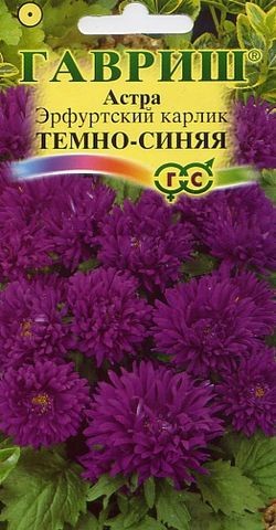 Семена. Астра «Эрфуртский карлик», 0,3 г