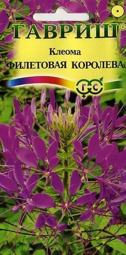 Семена. Клеома «Фиолетовая королева», 0,3 г