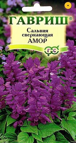 Семена. Сальвия «Лавандовая Амор», 5 шт
