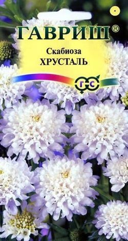Семена. Скабиоза пурпурная «Хрусталь», 0,5 г