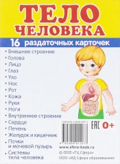 Тело человека. 16 раздаточных карточек
