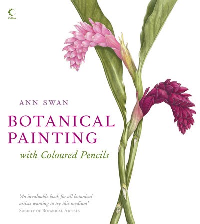 Botanical painting with coloured pencils