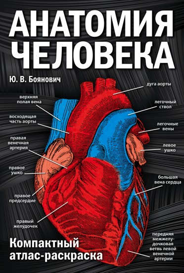 Анатомия человека
