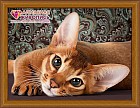 Алмазная мозаика «Абиссинская кошка»