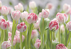 Фотообои «Secret Garden» (368 х 254 см)