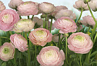Фотообои «Gentle Rosé» (368 х 254 см)