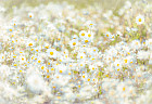Фотообои «Daisies» (368 х 254 см)