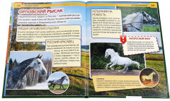 Лошади и пони - Фото 1
