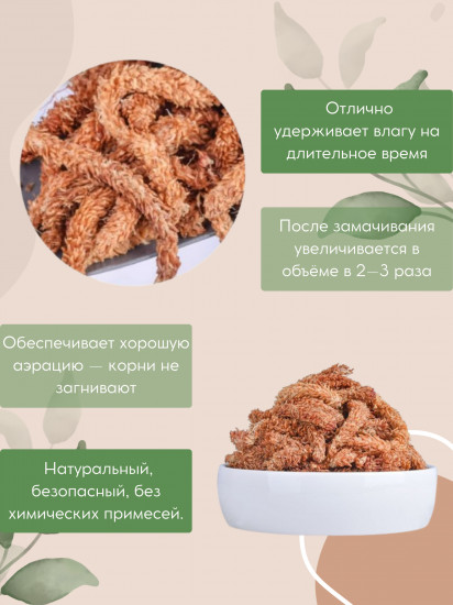 Мох чилийский