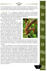 Культура питания Японии - Фото 5