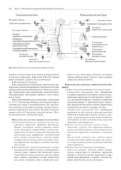 Остеопатия 1 - Фото 4