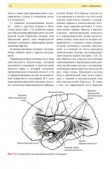 Нейропсихология в историях реальных больных - Фото 5