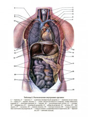 Учебник анатомии и физиологии человека для 8-го класса. 1954 год - Фото 11
