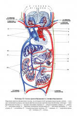 Учебник анатомии и физиологии человека для 8-го класса. 1954 год - Фото 12