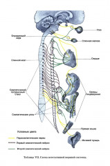 Учебник анатомии и физиологии человека для 8-го класса. 1954 год - Фото 13