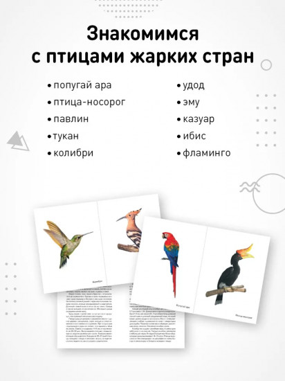 Птицы жарких стран