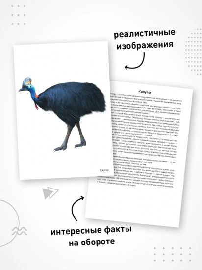 Птицы жарких стран