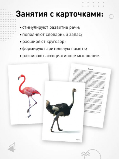 Птицы жарких стран