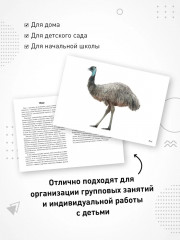 Птицы жарких стран - Фото 4