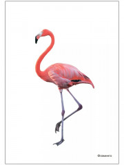 Птицы жарких стран - Фото 6