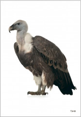 Птицы хищные - Фото 1