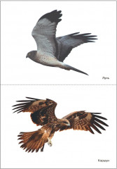 Птицы хищные - Фото 3