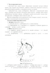Анатомия дыхательной системы и сердца - Фото 1