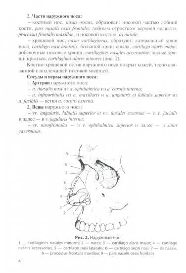 Анатомия дыхательной системы и сердца