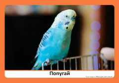 Наглядно-дидактический материал к теме «Мой дом, моя семья». 3-5 лет. Программа основанная на ECERS - Фото 3