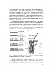 Человек. Краткий курс анатомии и физиологии - Фото 9